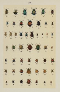 Plate from The Young Beetle-Collector