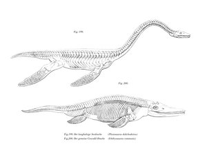 Plesiosaur by German School