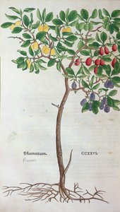 Plum tree, a botanical plate from the Herbarium by Leonhart Fuchs, published in Basel, 1543