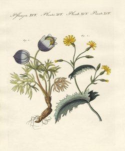 Poisonous German plants