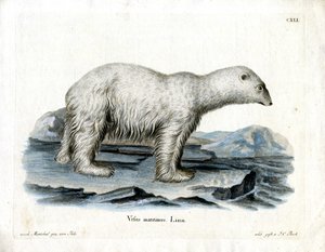 Polar Bear by German School