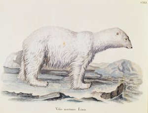 Polar bear (Ursus maritimus), from Mammals illustrated from Nature with descriptions, by Johann Christian Daniel von Schreber, engraving by IC Bock after drawing by Marechal, volume 3, table 141, Germany by German School