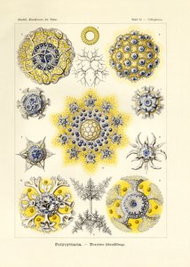 Polycyttaria