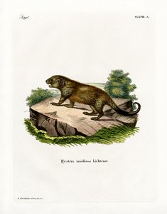 Porcupine by German School