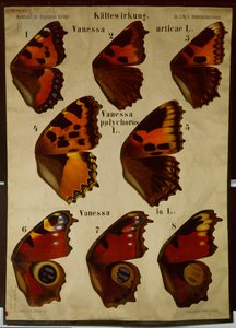 Poster Illustrating the Effect of Temperature on Different Types of Butterflies by German School