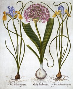 Purple Sensation, and Spanish Irises, from Hortus Eystettensis by German School