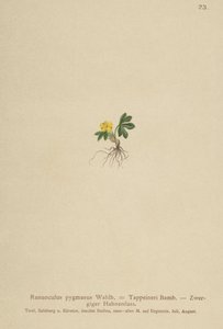 Pygmy Buttercup by German School