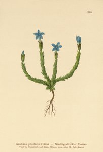Pygmy Gentian