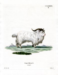 Pygmy Goat by German School