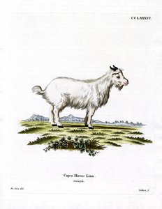 Pygmy Goat by German School