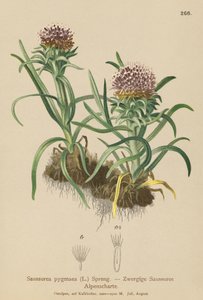 Pygmy Saussurea by German School