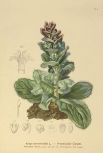 Pyramidal Bugle by German School