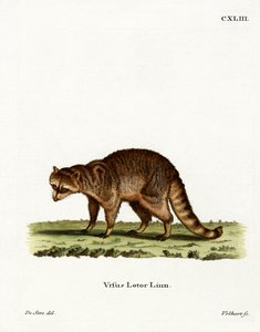 Raccoon by German School