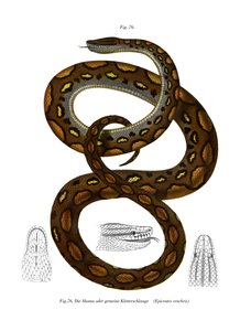 Rainbow Boa by German School