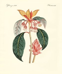 Rare Chinese Plants
