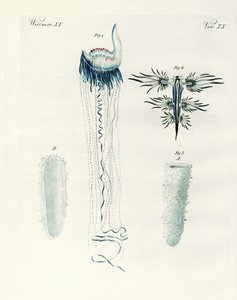 Rare Kinds of Molluscs by German School
