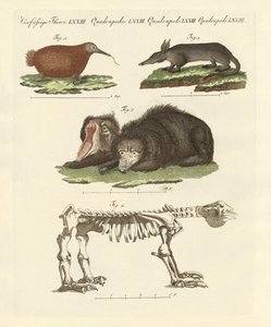 Rare Mammals by German School