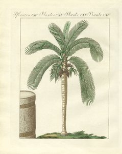 Rare Trees by German School