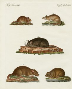Rats and Mice