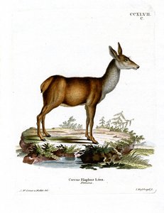 Red Deer