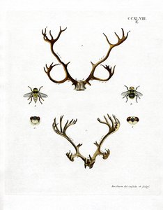 Reindeer Antlers by German School