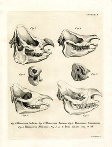 Rhino Skulls by German School