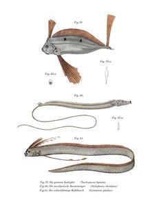Ribbon Fish