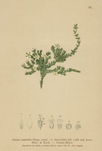 Rock Stitchwort by German School