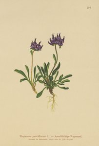 Round-headed Rampion by German School