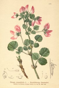 Round-leaved Restharrow