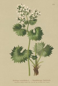 Round-leaved Saxifrage