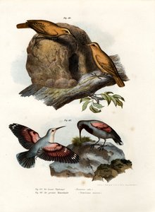 Rufous Hornero