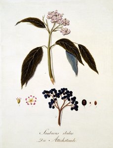 Sambucus Ebulus, from 