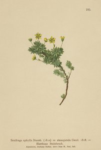 Saxifrage