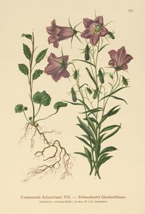 Scheuchzers Bellflower by German School