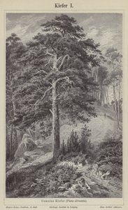 Scots Pine Tree by German School