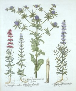 Sea Holly and Three Kinds of Hyssop, from Hortus Eystettensis by German School