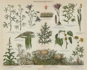 Self-protecting responses in plants by German School