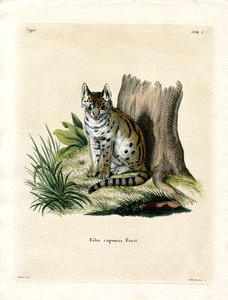 Serval by German School