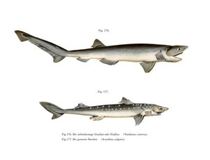 Sharpnose Sevengill Shark by German School