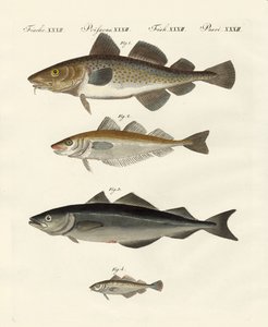 Shellfish