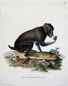 Simia sphingiola from Mammals illustrated from Nature with descriptions by German School