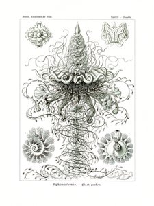 Siphonophorae