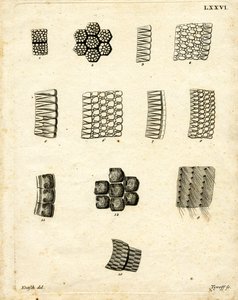 Skin Scales