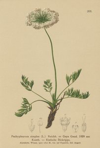 Small Alpine Lovage