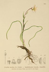 Snowdon Lily