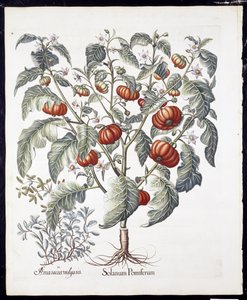 Solanum Pomiferum from Hortus Eystettensis by Basil Besler, pub. 1613 by German School