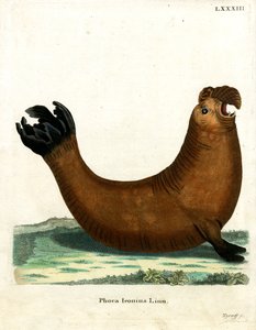 Southern Elephant Seal