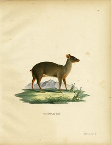 Southern Pudu