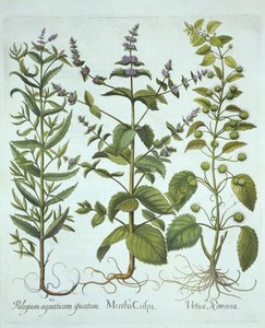 Spearmint, Roman Nettle and Long-Leaved Horsemint, from Hortus Eystettensis by German School